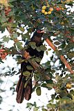 Asian Koel